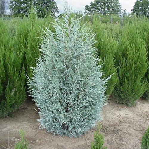Juniperus scopulorum 'Springbank' - Kaljukadakas 'Springbank'
